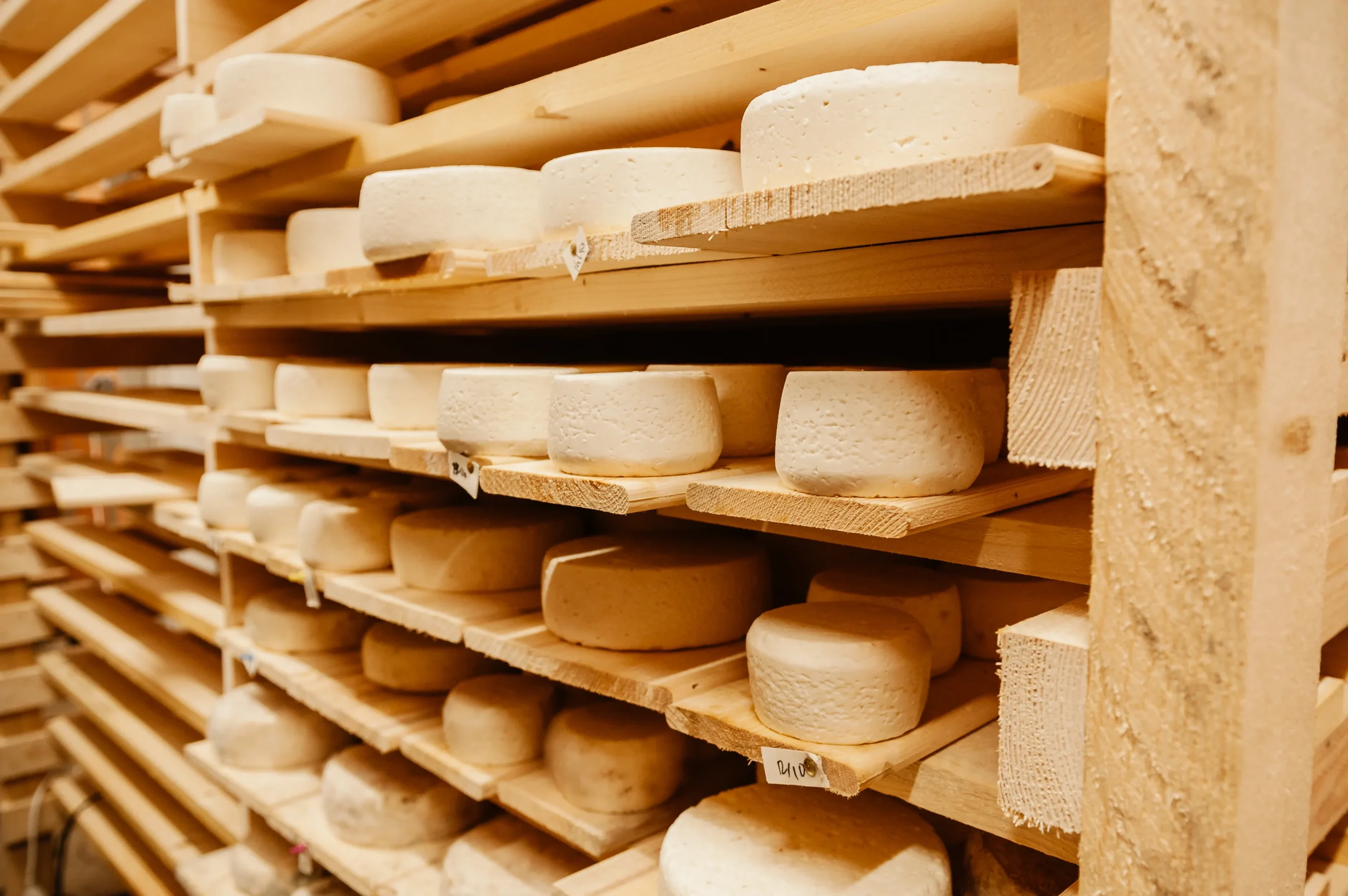 Tomme de montagne — Photo : Rémi Morel