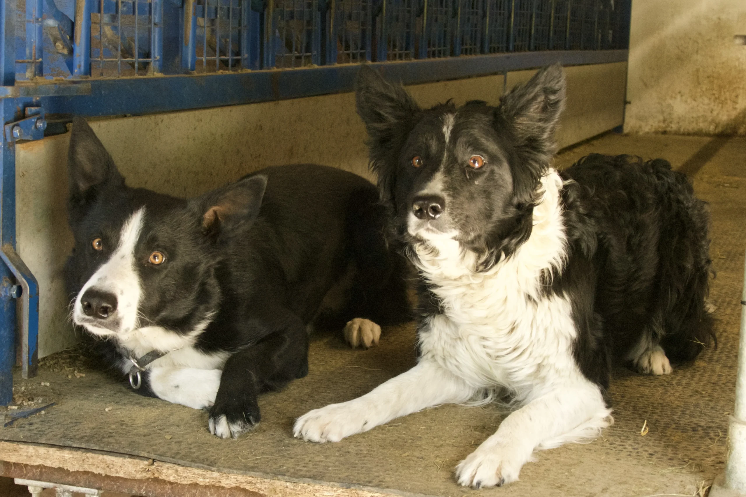 Les chiens de protection du troupeau
