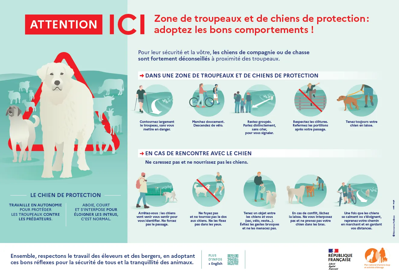 Les chiens de protection du troupeau